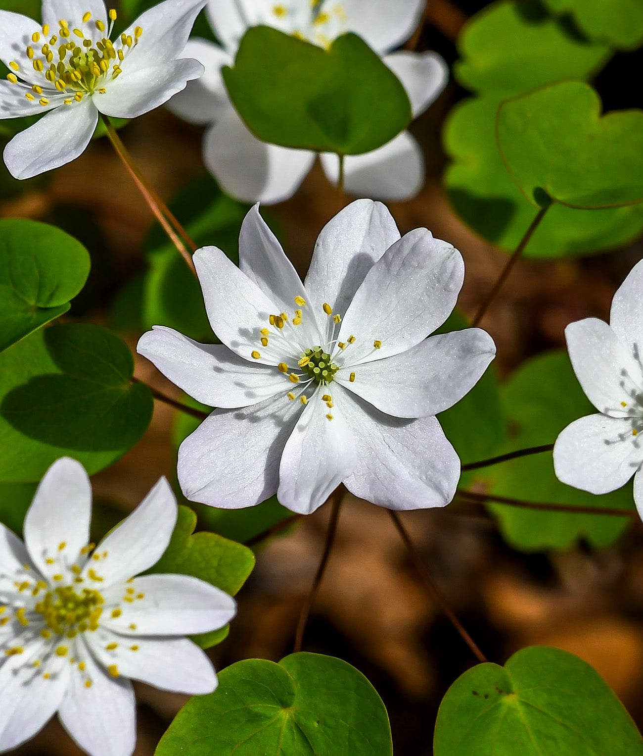 Rue Anemone - 5 Corms