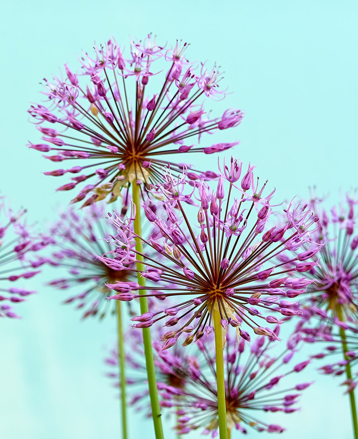 Schubertii Allium - 3 bulbs