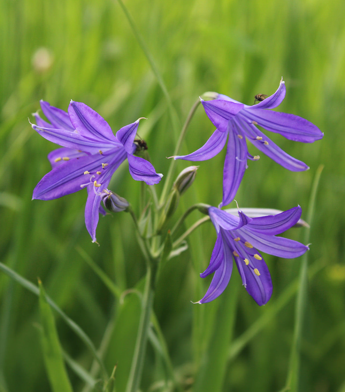 Sky Blue Lilies - 25 bulbs