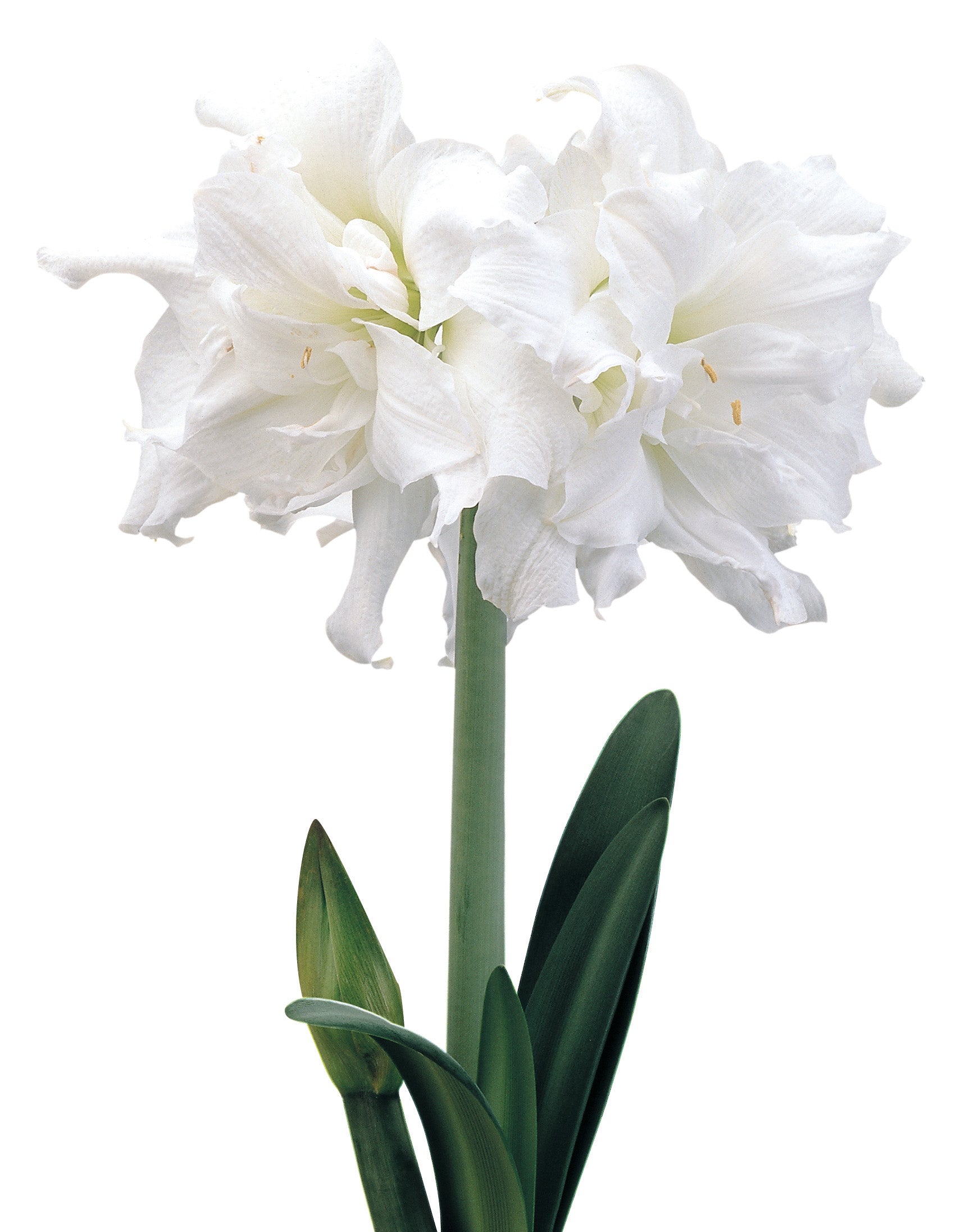 Snow White® Symphony Amaryllis - 26-28 cm bulb