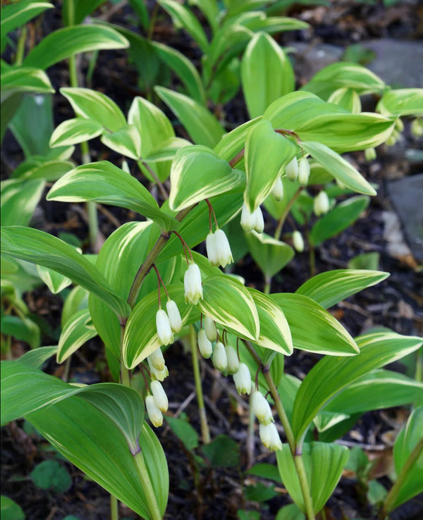Solomon's Seal - 5 Root Divisions