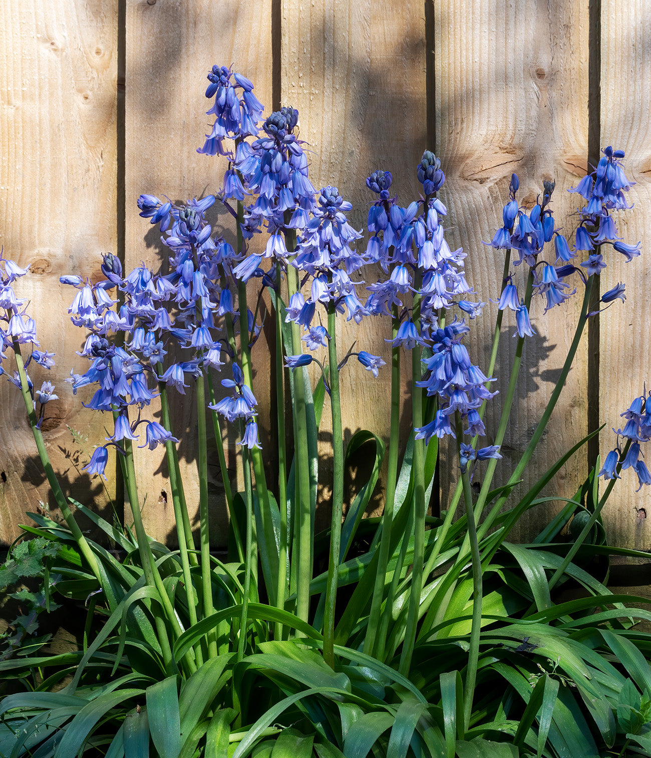 Excelsior Spanish Bluebells - 25 bulbs