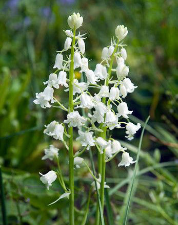 White City Spanish Bluebells - 25 bulbs