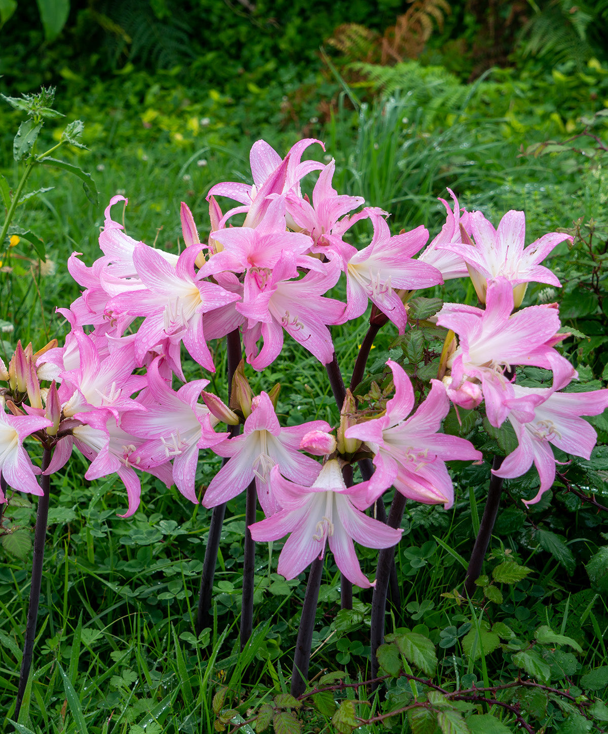 Naked Lady Amaryllis Belladonna - 3 bulbs