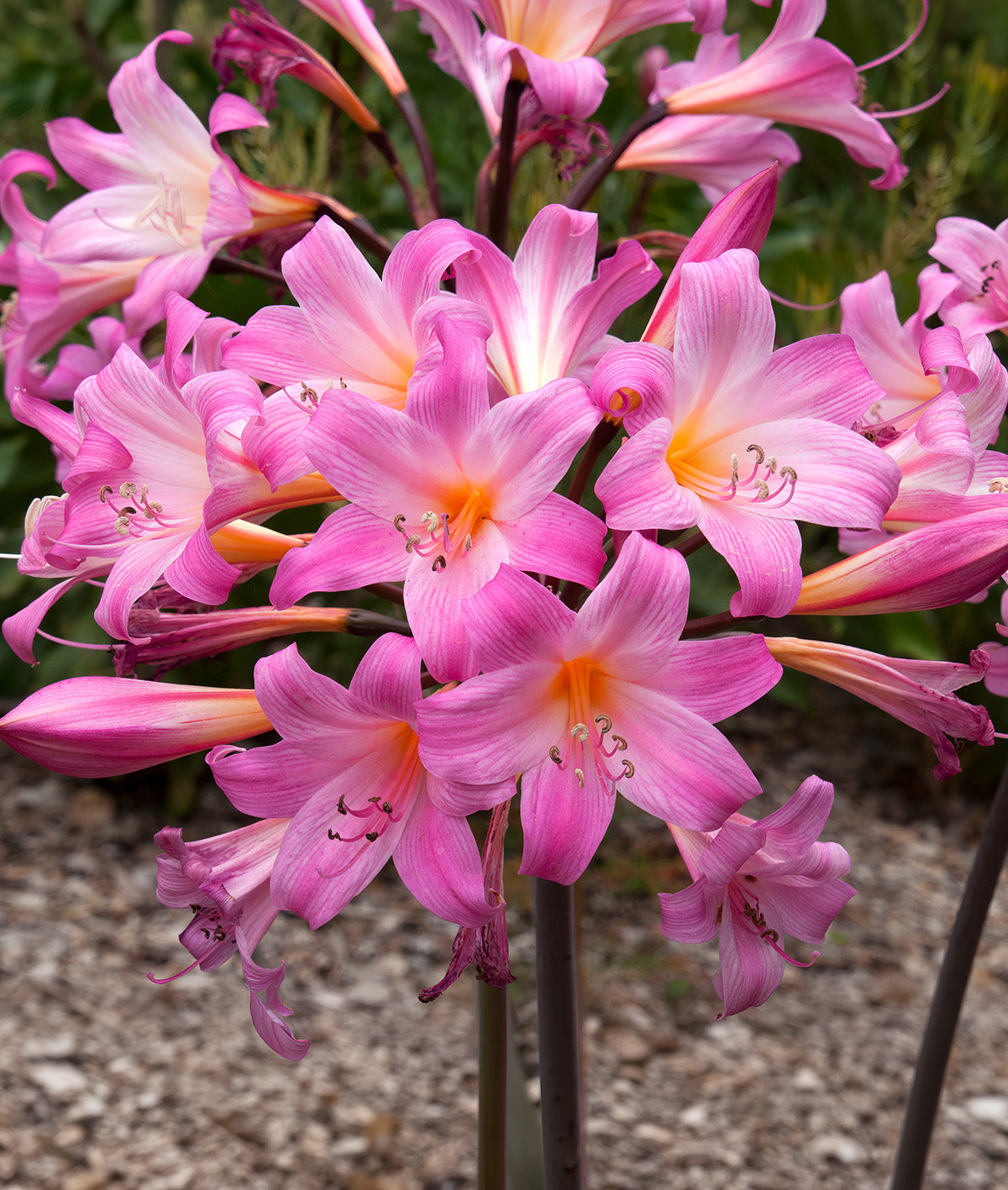 Naked Lady Amaryllis Belladonna - 3 bulbs