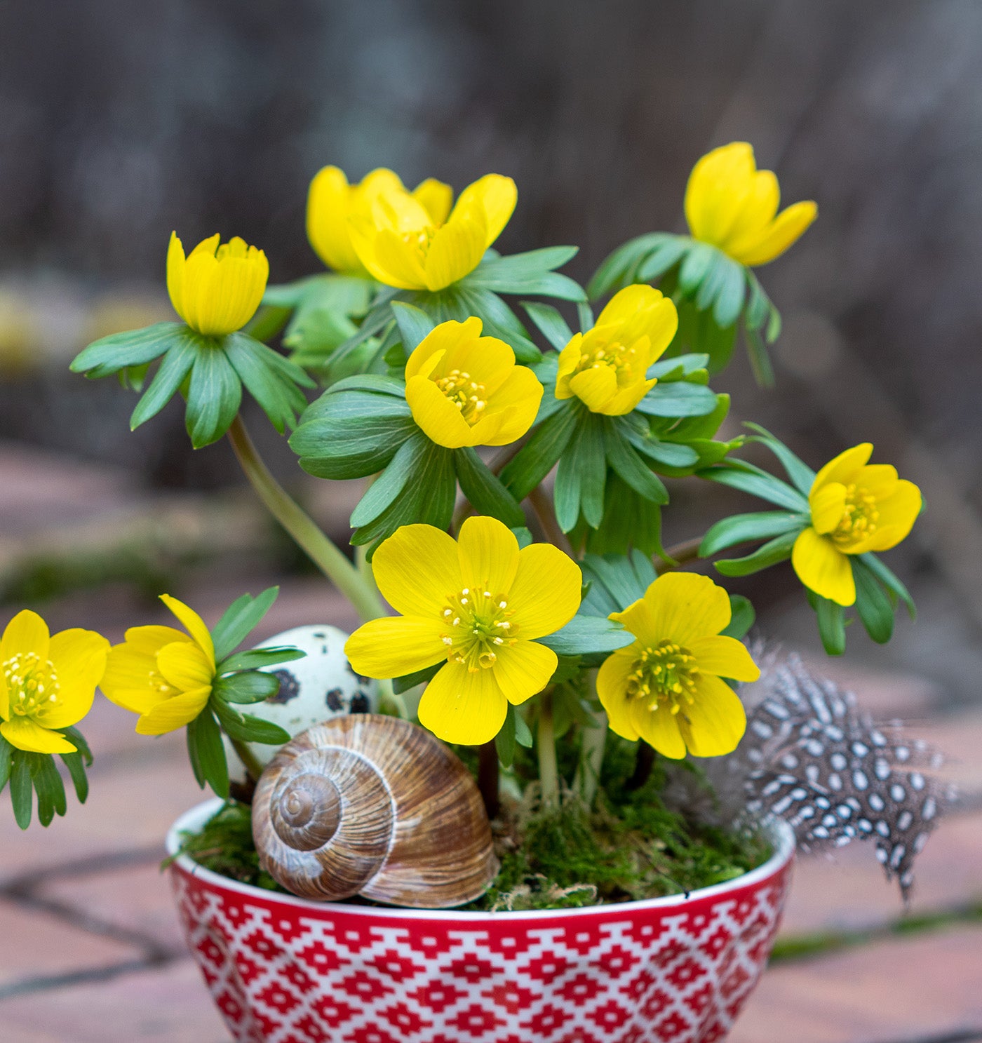 Winter Aconite - 25 bulbs