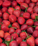 Quinault Everbearer Strawberry - 10 root divisions