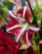 Striped Jumbo Amaryllis - 40+ cm bulb