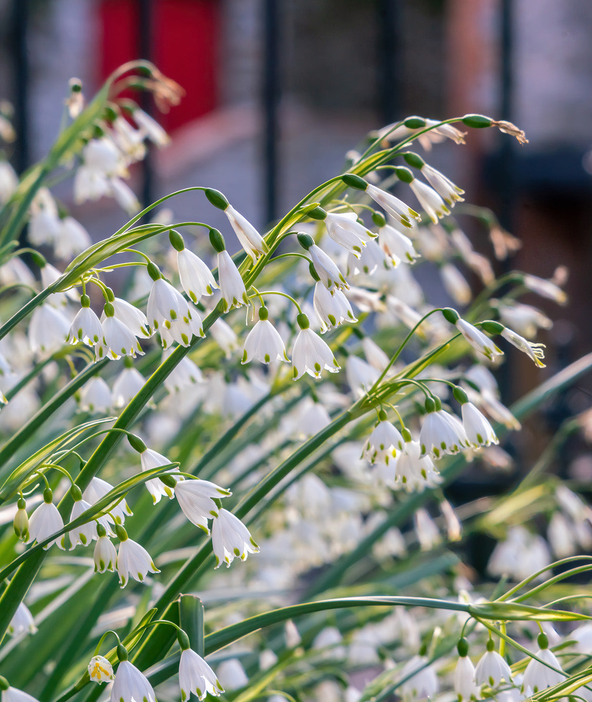 Summer Snowflake Leucojum - 25 bulbs