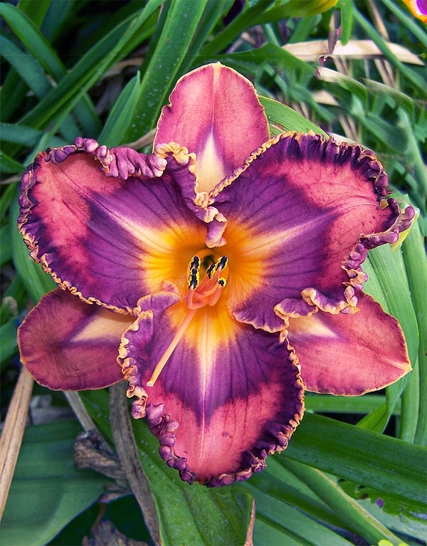 Total Spectrum Daylily - 1 Single Fan Division