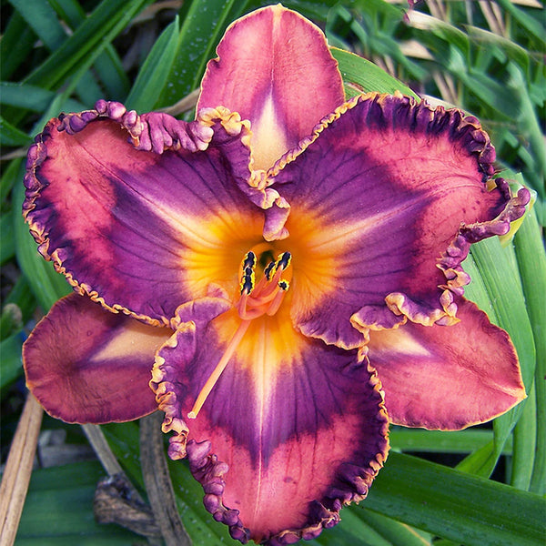 Total Spectrum Daylily - 1 Single Fan Division