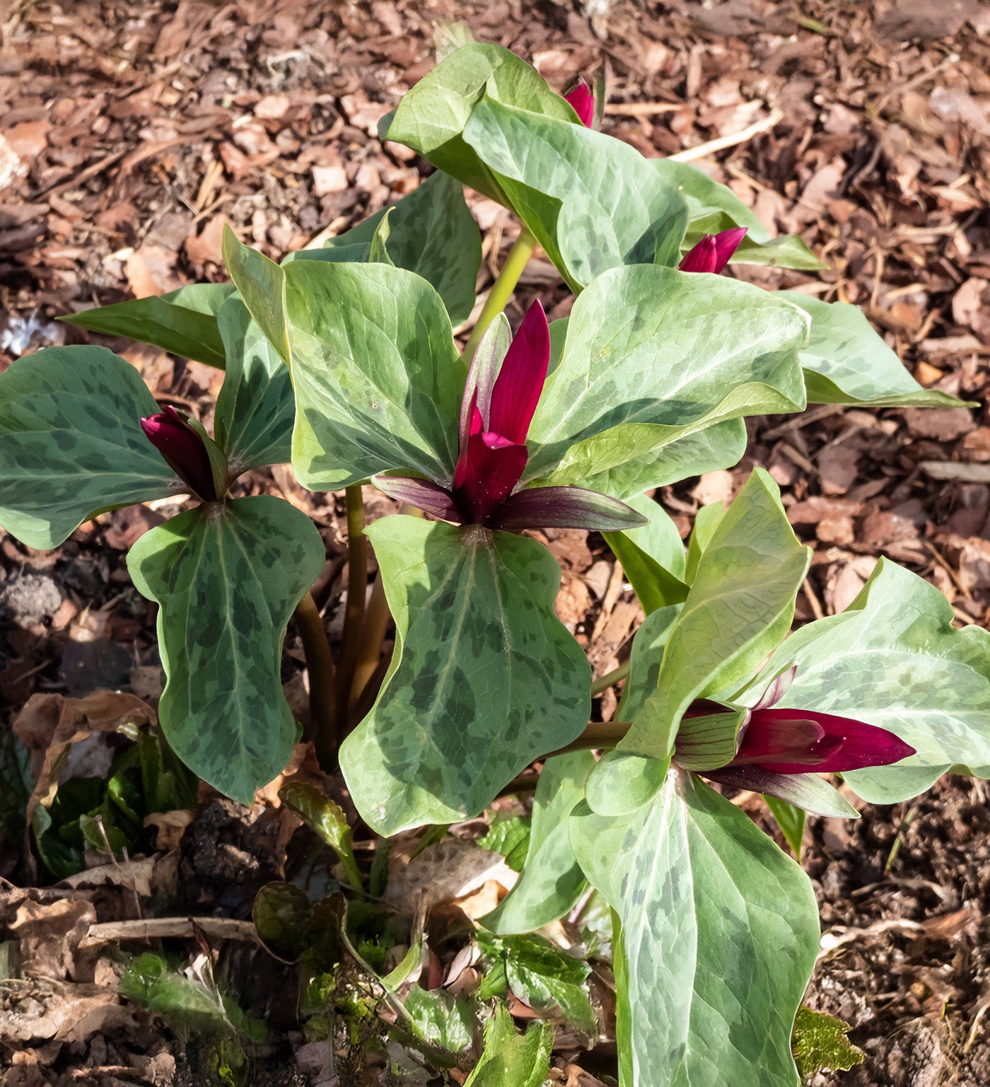 Red Toad Trillium (Wood Lily) - 5 Root Divisions