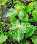 Yellow Trillium (Wood Lily) - 5 Root Divisions