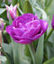 Blue Diamond Double Late Tulip - 10 bulbs