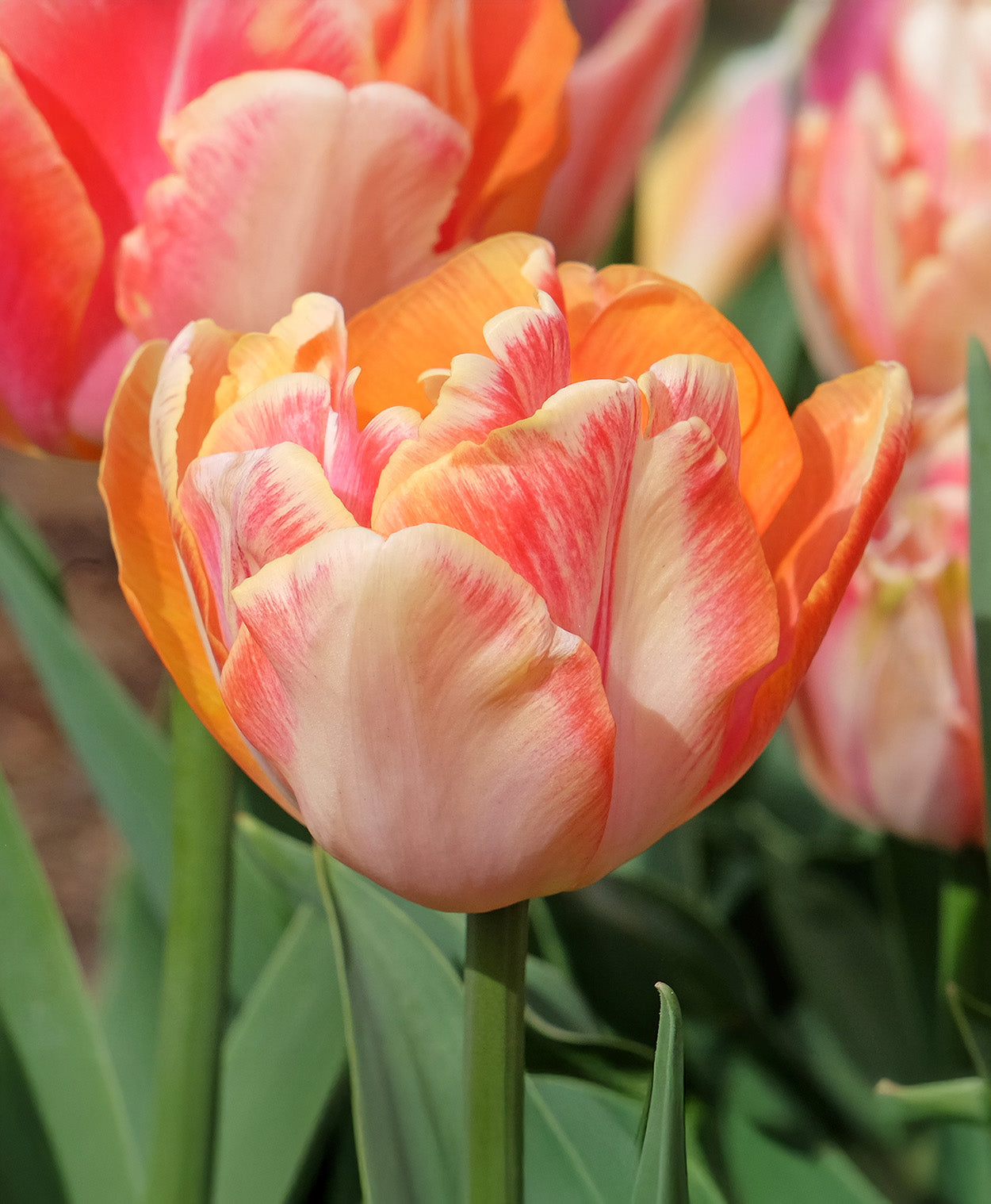 Creme Upstar Double Late Tulip - 10 bulbs
