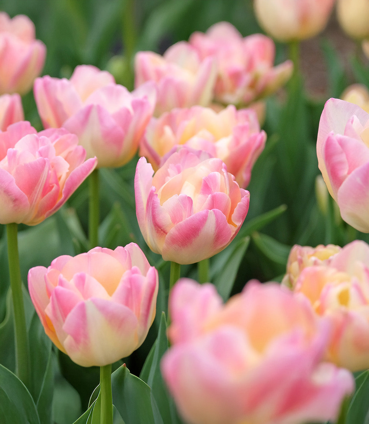 Creme Upstar Double Late Tulip - 10 bulbs