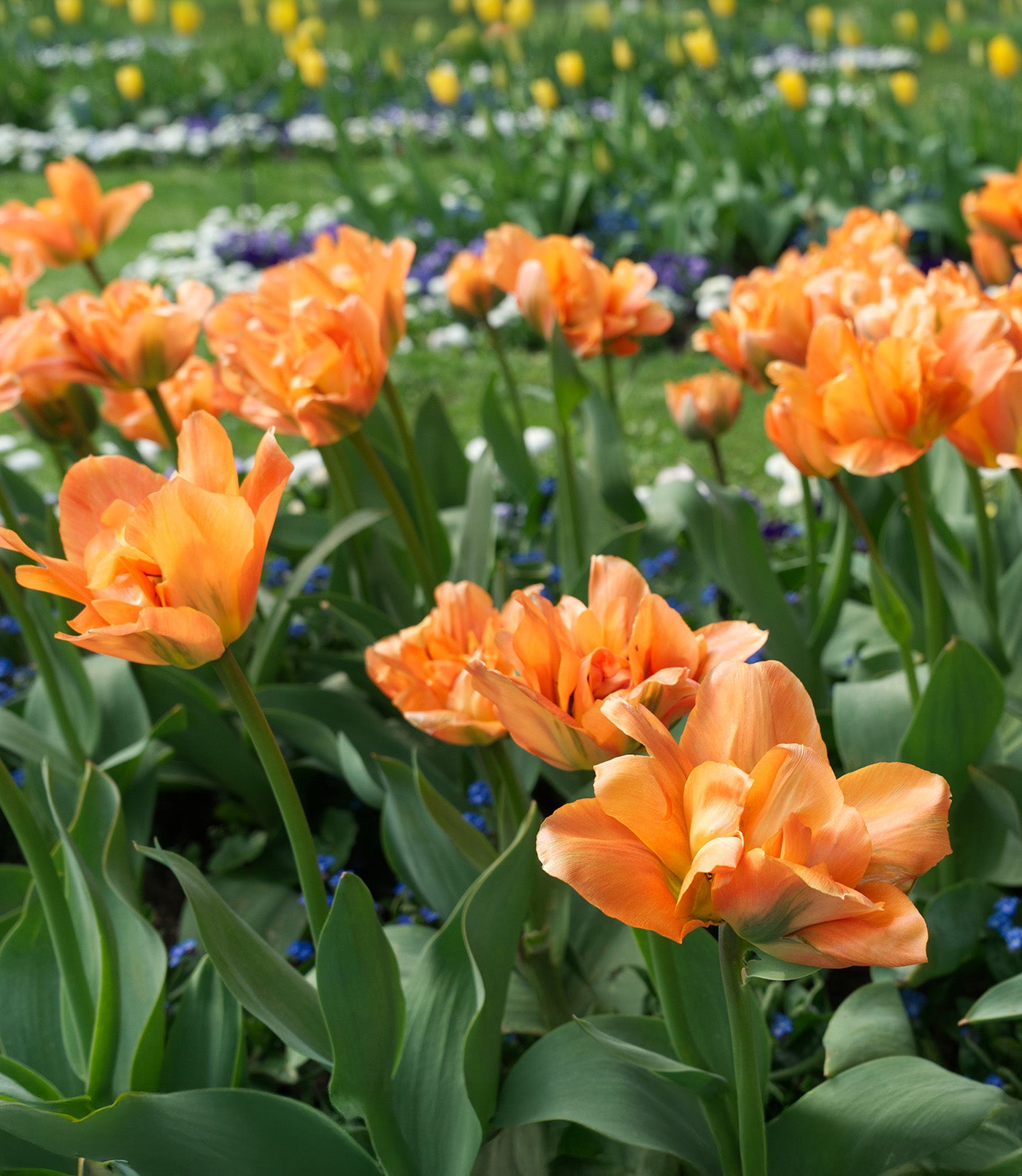 Disneyland Paris Double Early Tulip - 10 bulbs