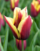 Gavota Triumph Tulip - 10 bulbs