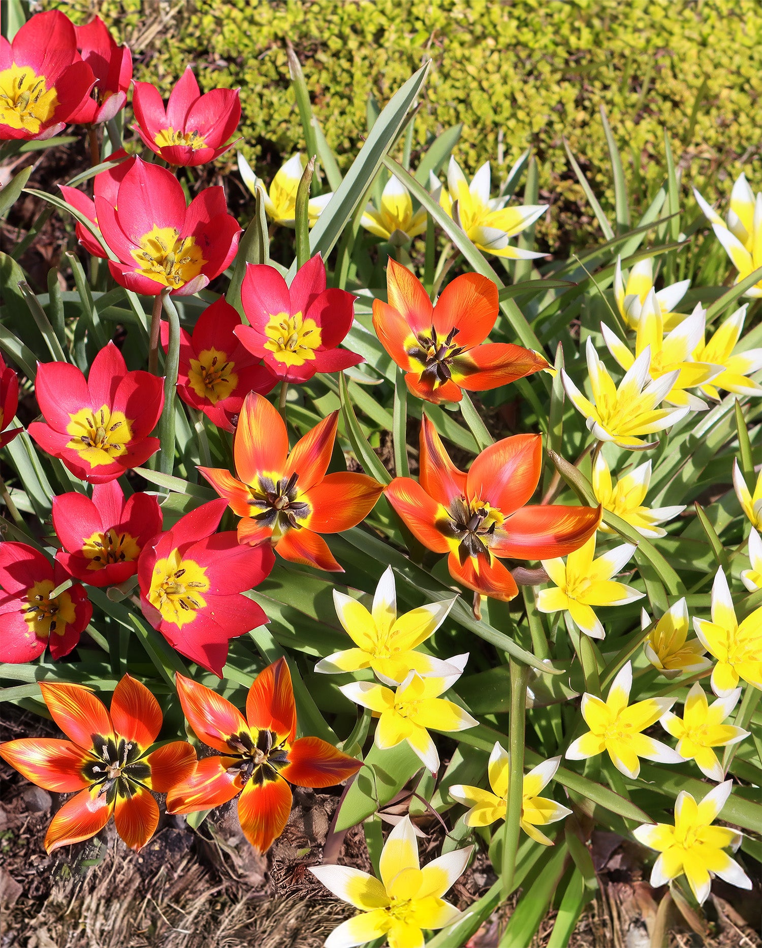 Ground Cover Mixed Tulips - 15 bulbs