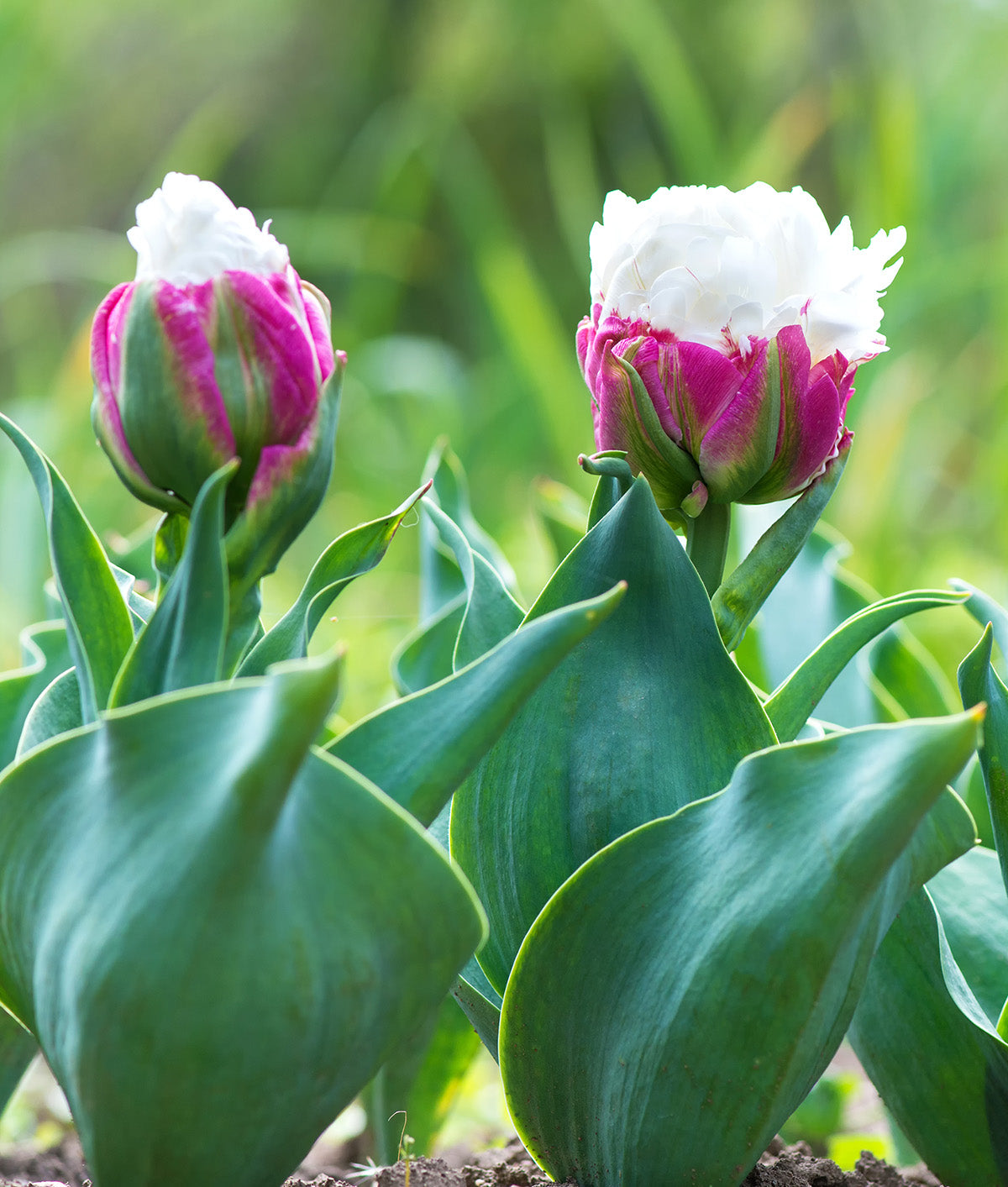 オーボエリード tulip 3本 Ice Cream Double Late Tulip - 10 bulbs
