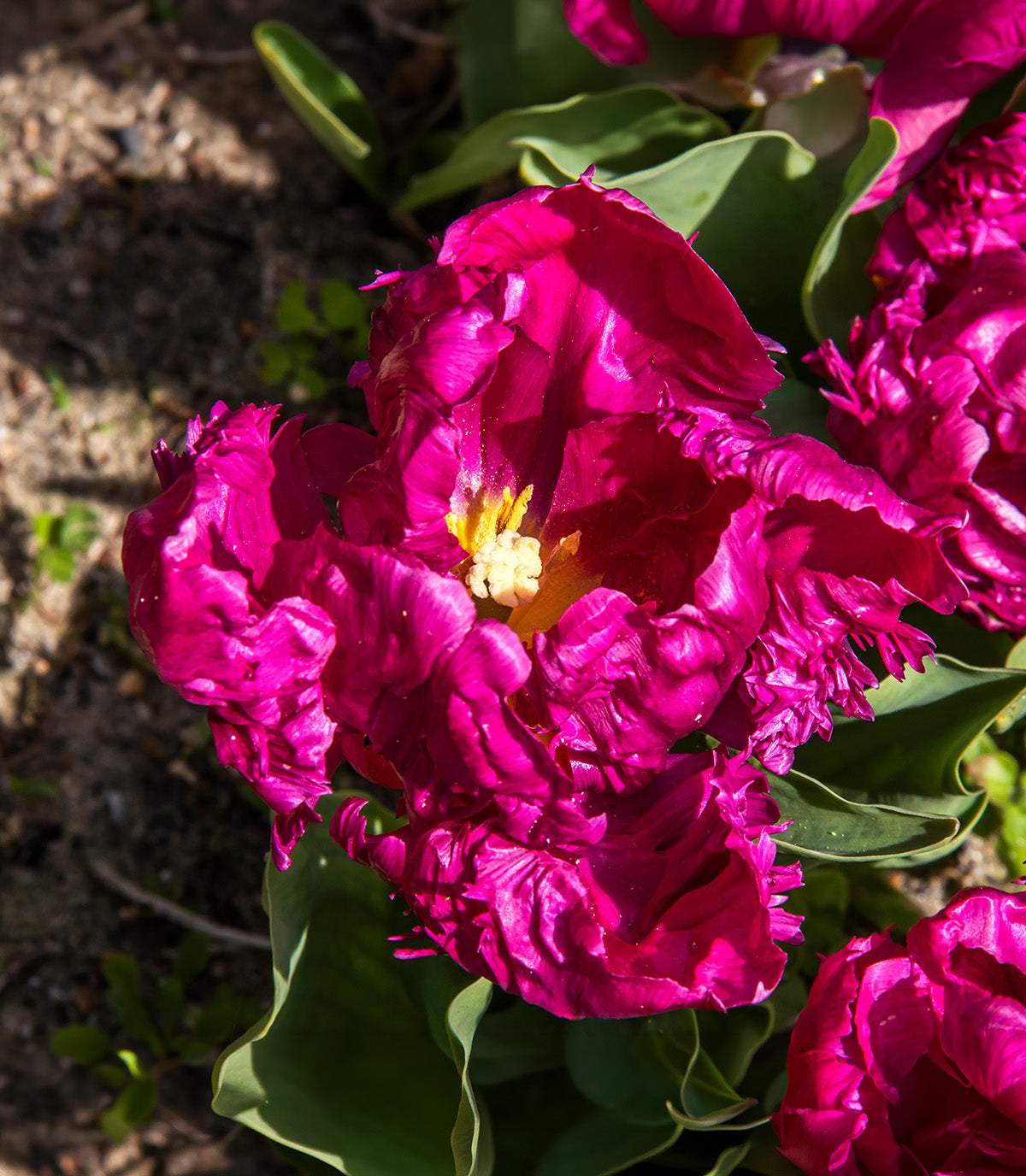 Parrot Prince Parrot Tulip - 10 bulbs