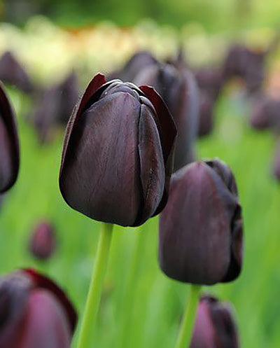 Queen of the Night Single Late Tulip - 10 bulbs