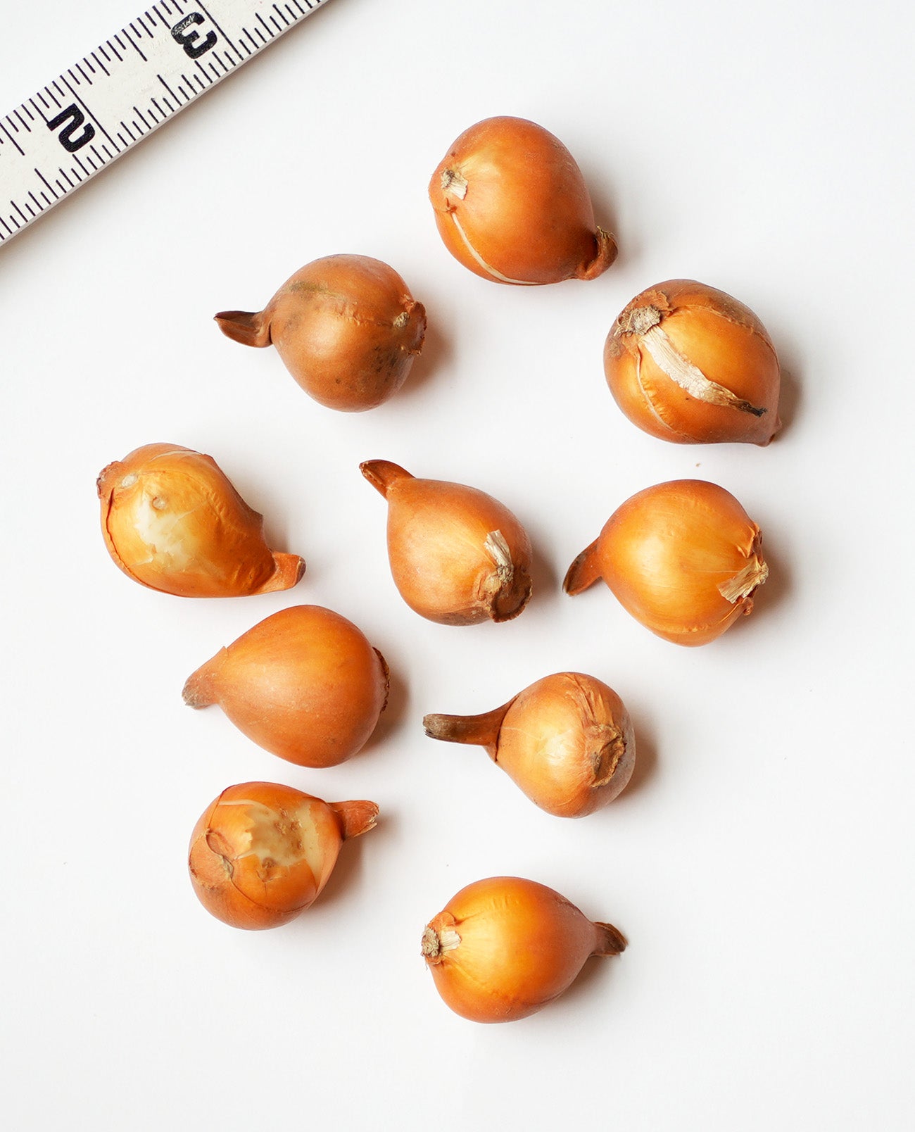 Tarda Species Tulip - 10 bulbs