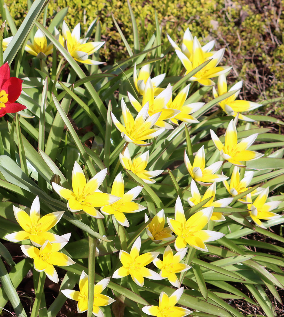 Tarda Species Tulip - 10 bulbs