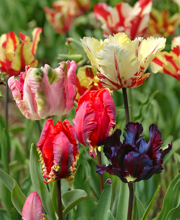 Mixed Parrot Tulips - 15 bulbs