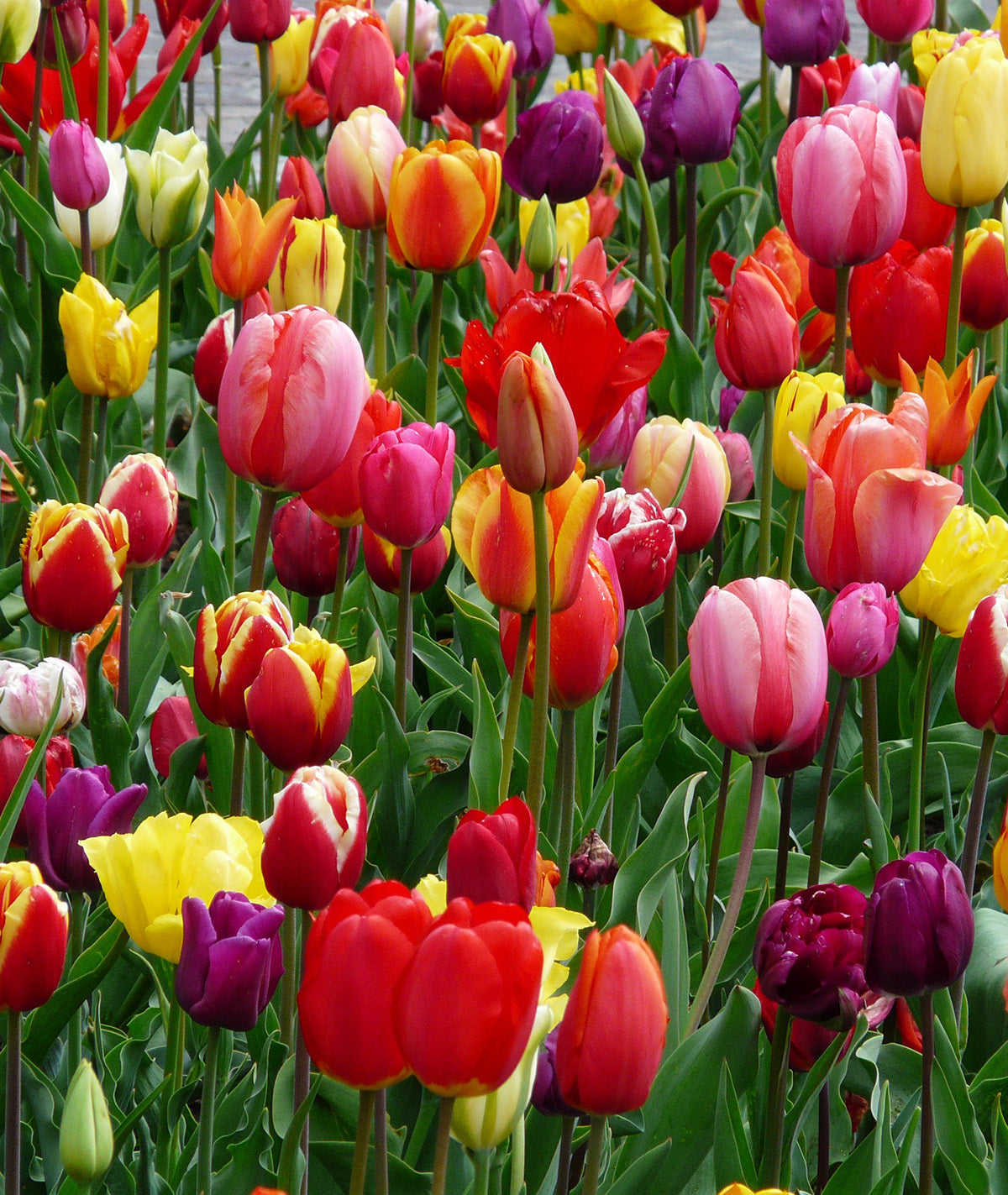 Mixed Tulips - 30 bulbs