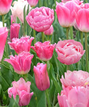 Pink Tulip Blend - 10 bulbs