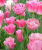 Pink Tulip Blend - 10 bulbs