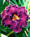 Voyager Daylily - 1 Single Fan Division