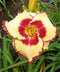 Whirling Rainbows Daylily - 1 Single Fan Division