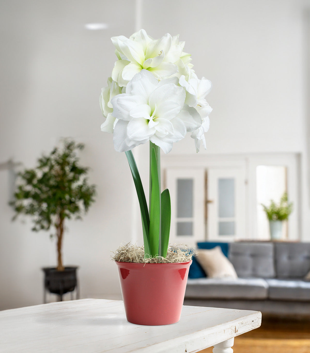 White Amaryllis in Red Pot