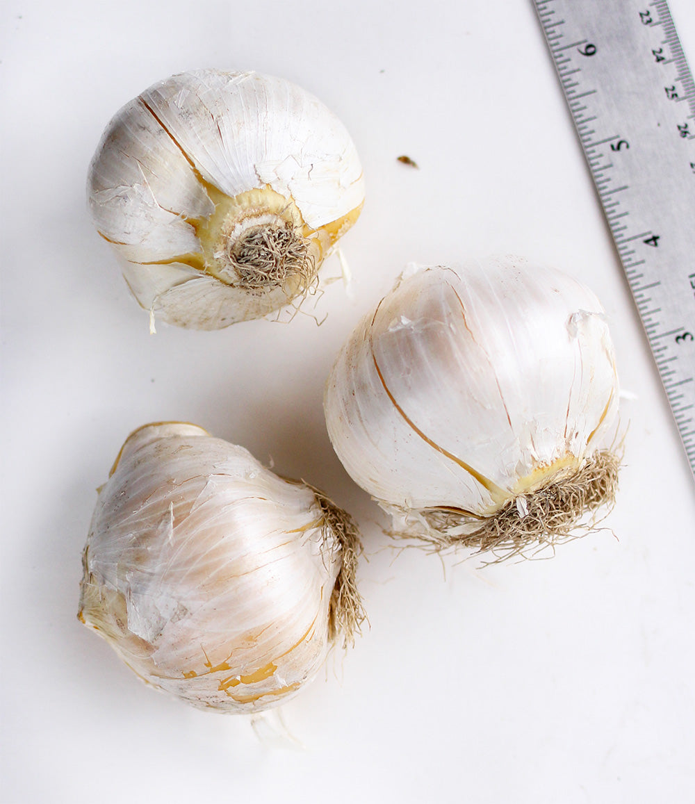 White Giant Allium - 3 bulbs