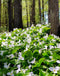White Trillium (Wood Lily) - 5 Root Divisions