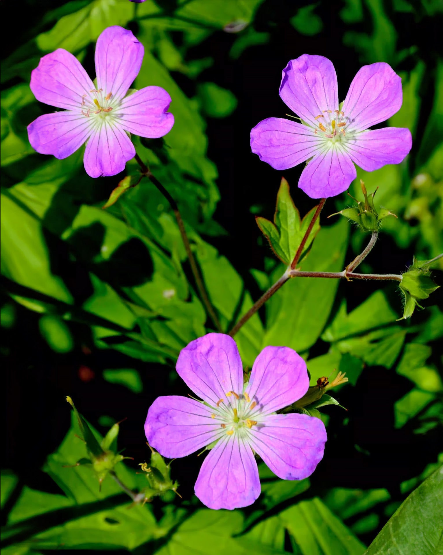 Wild Geranium - 5 Root Divisions