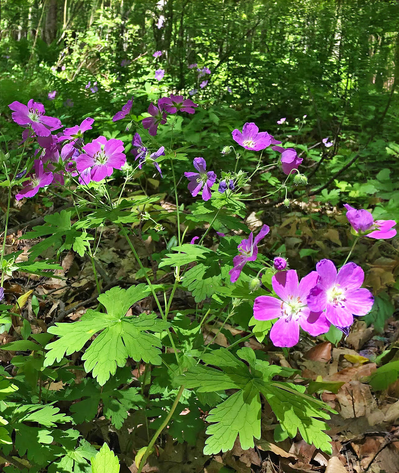 Wild Geranium - 5 Root Divisions