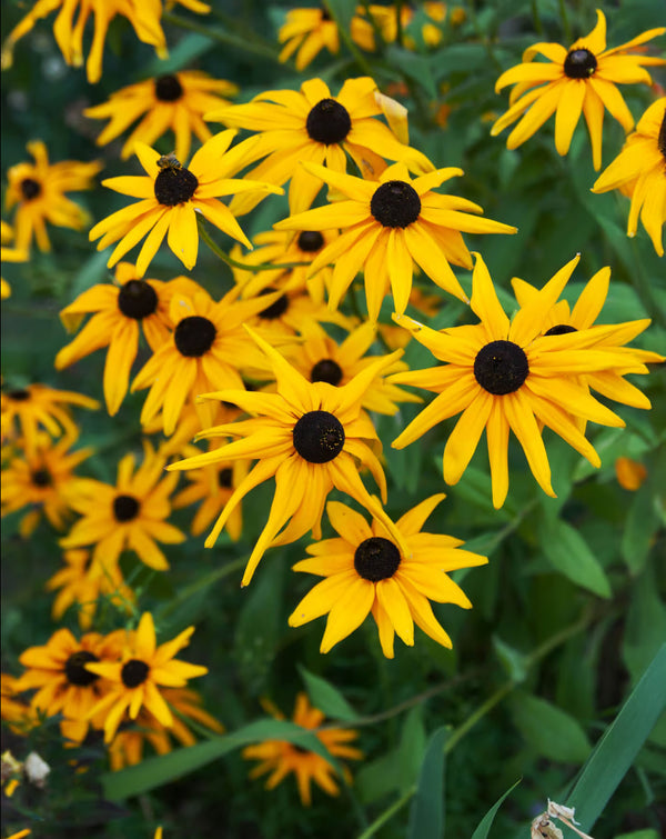 Yellow Coneflower - 5 Root Divisions