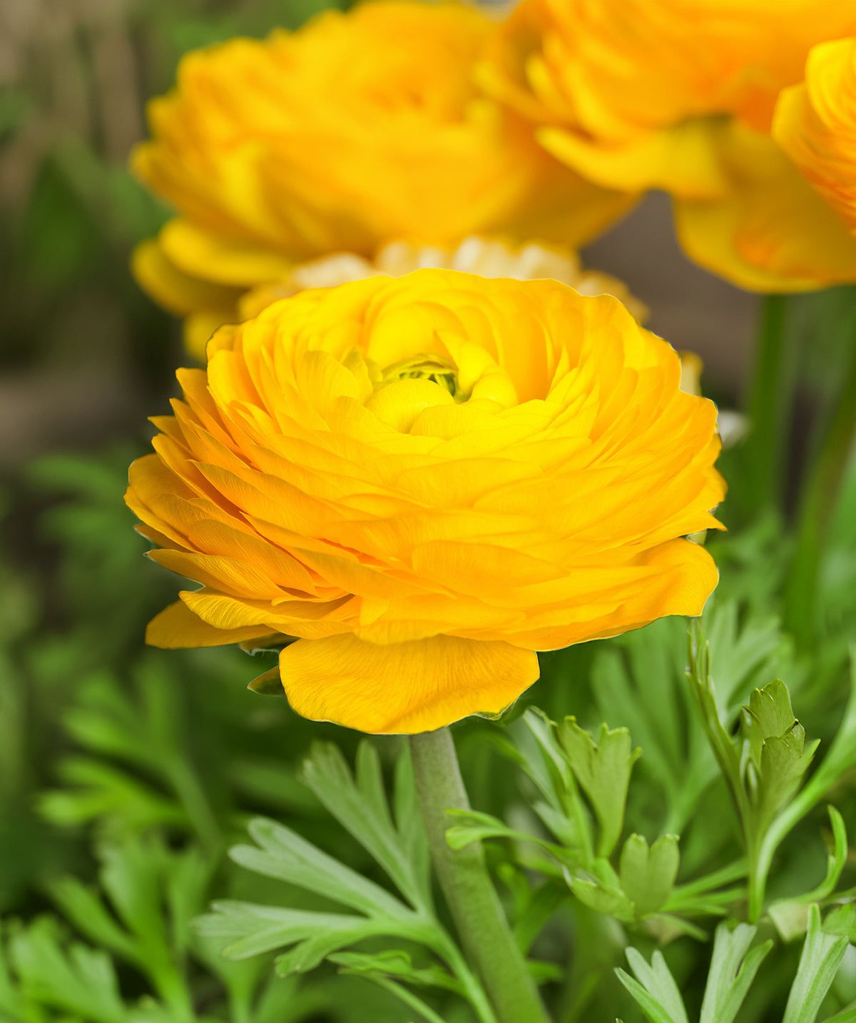 Cloni Ranunculus Yellow Yellow Ranunculus - 10 bulbs