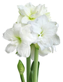 Alfresco® Sonata Amaryllis - 26-28 cm bulb