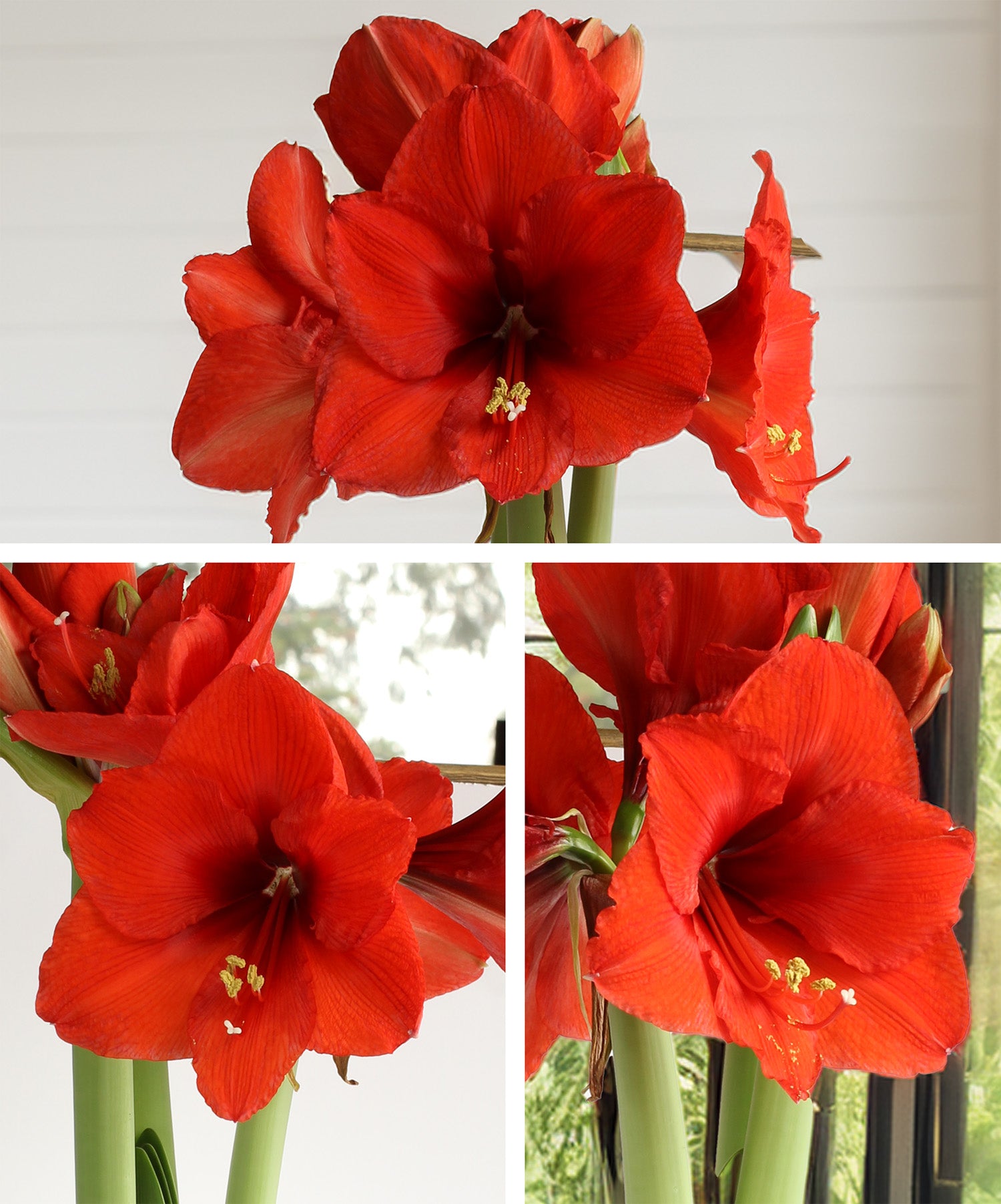 Red Amaryllis 3-Pack