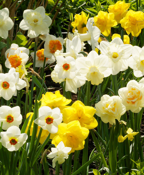 Mixed Daffodils - 30 bulbs
