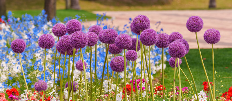 How to Plant Allium