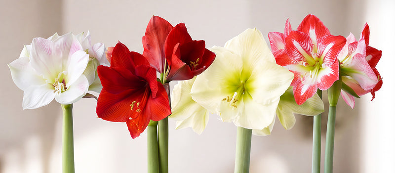 How to Plant Amaryllis Bulbs