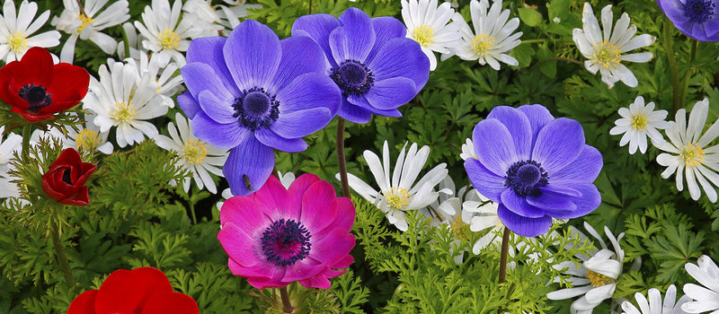 How to Plant Anemones