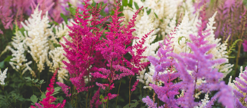 How to Plant Astilbe