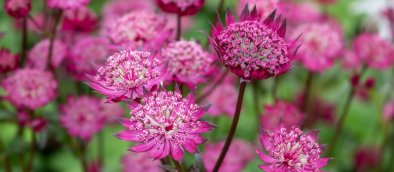 How to Plant Astrantia
