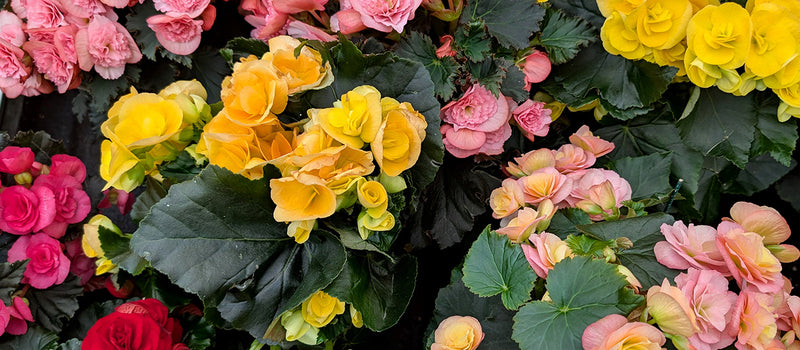 How to Plant Tuberous Begonias